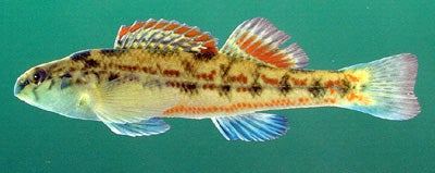 trout
