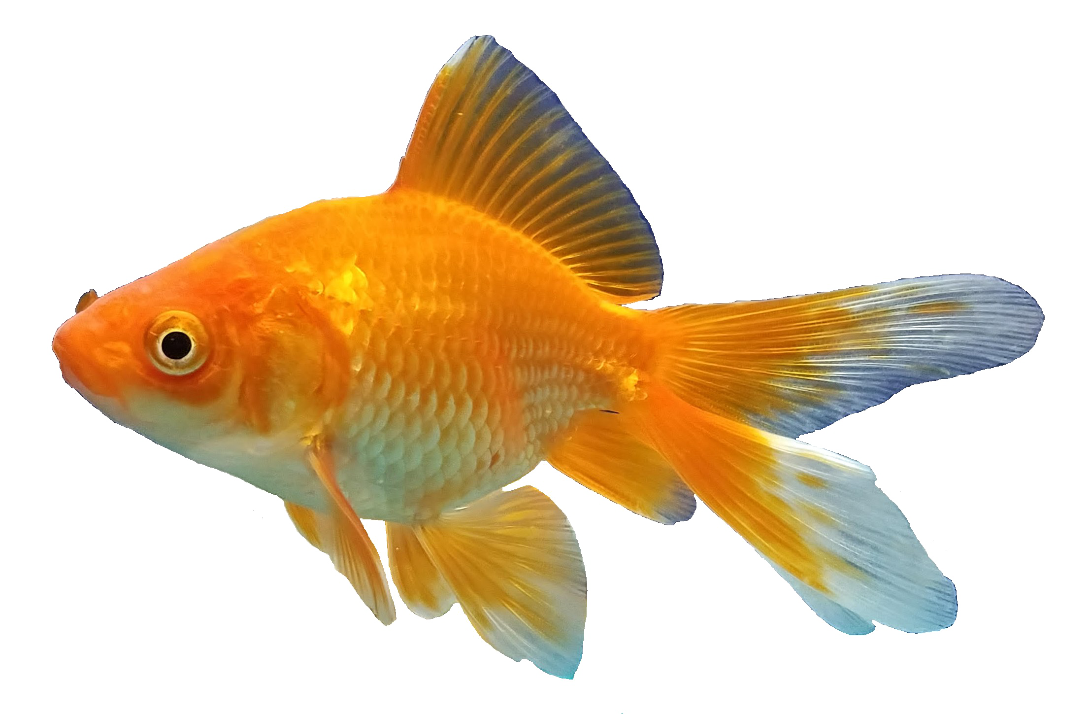 yellowfish