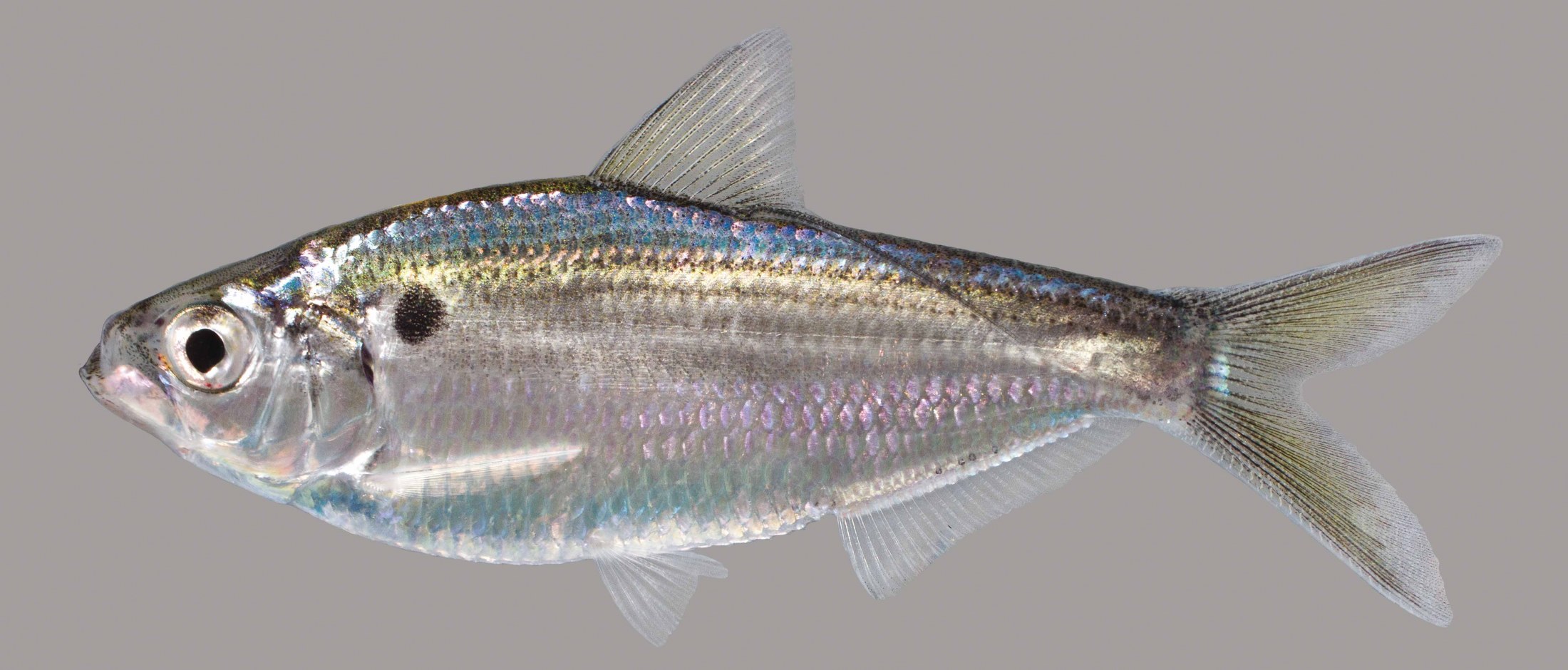 trout