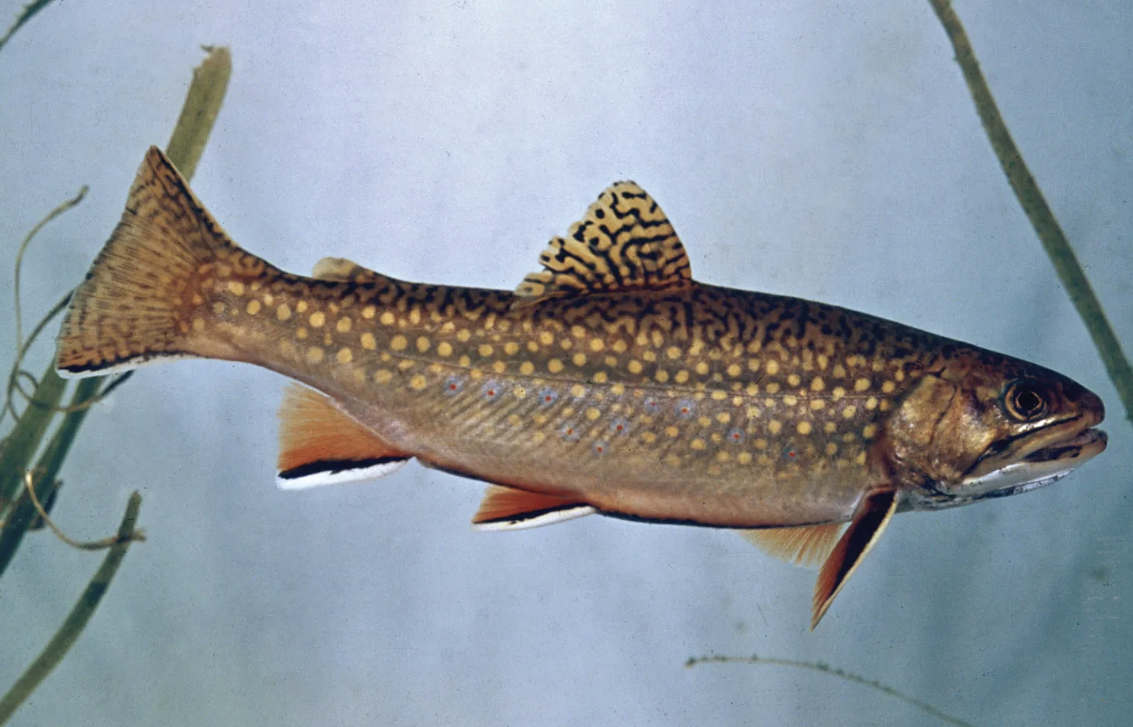trout